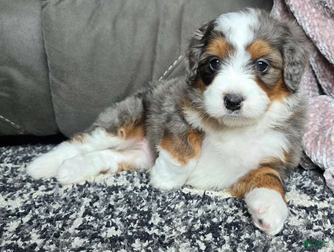 Mini Bernedoodle dogs for sale: Mini Alfie - Ad 12