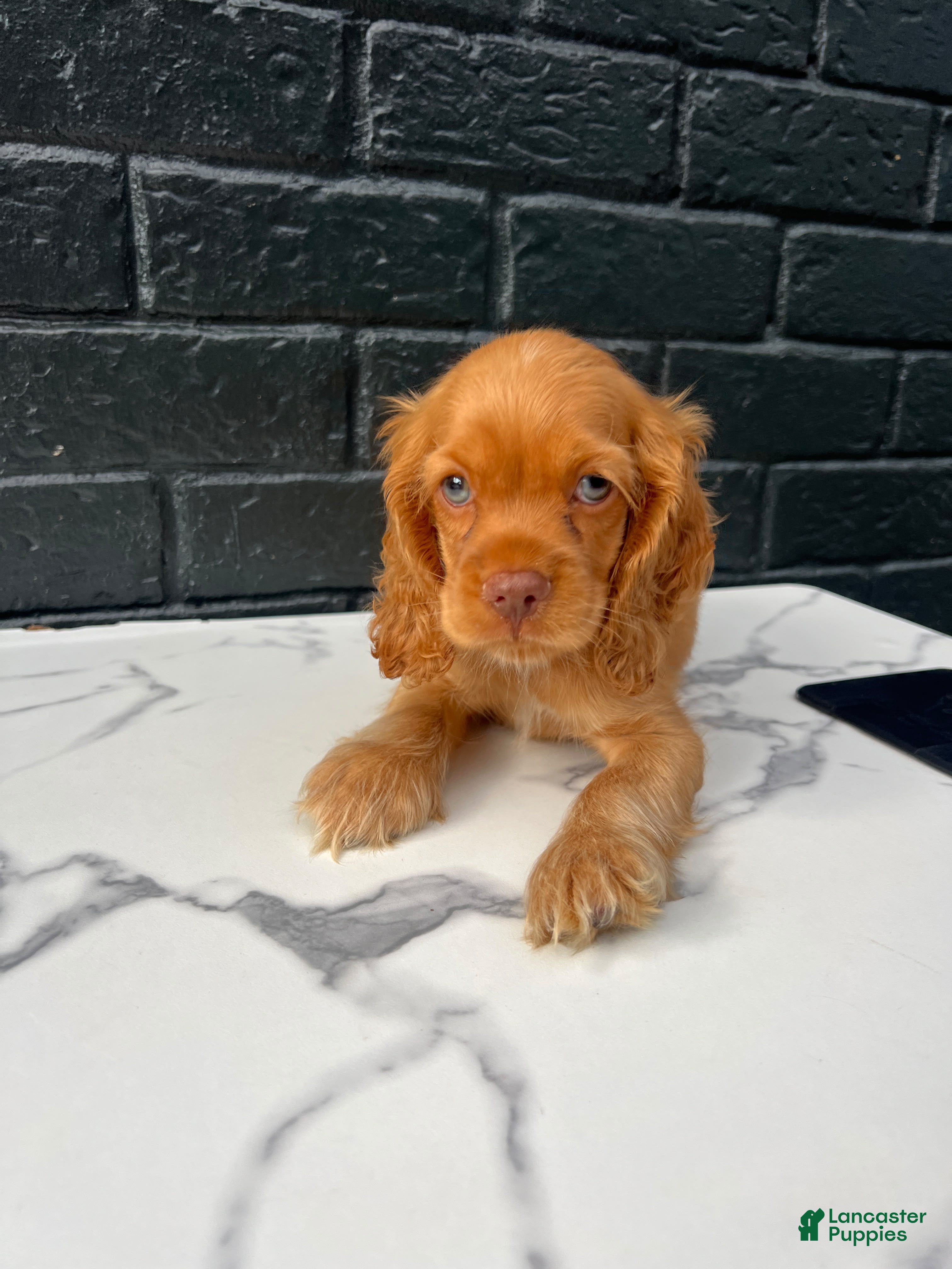 Cocker Spaniel dogs for sale: 🌪️💙 Storm 💙🌪️ - Ad 1
