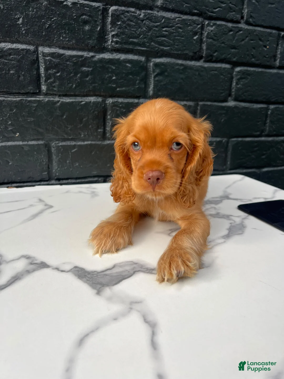 Cocker Spaniel dogs for sale: 🌪️💙 Storm 💙🌪️ - Ad 1