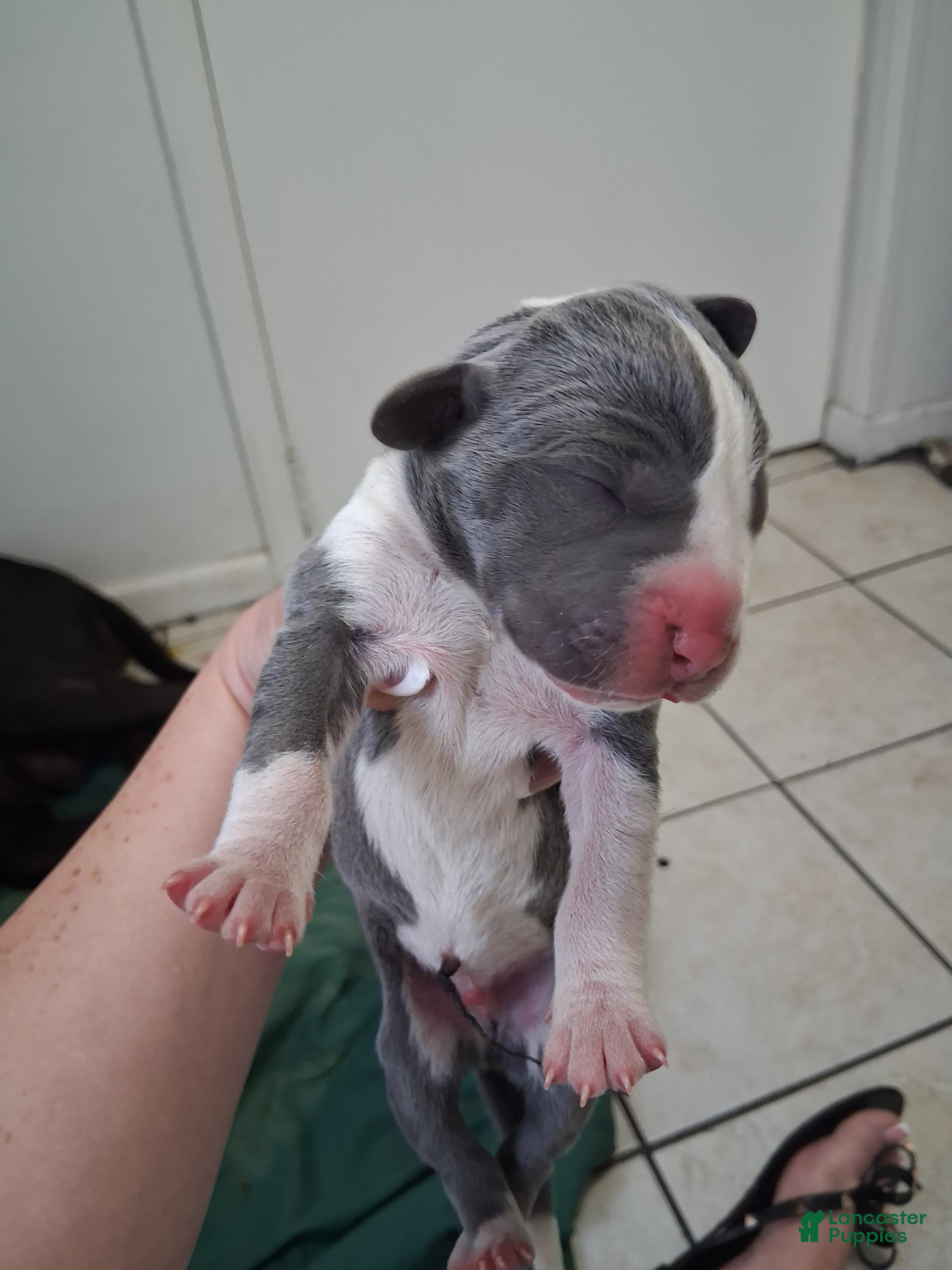 Great Dane dogs Great Dane 5 - Ad 5