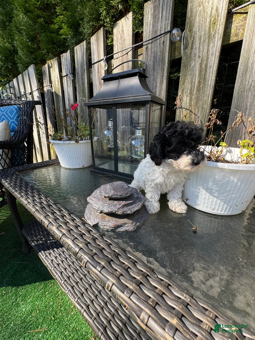 Toy Poodle dogs for sale: Pepper - Ad 2