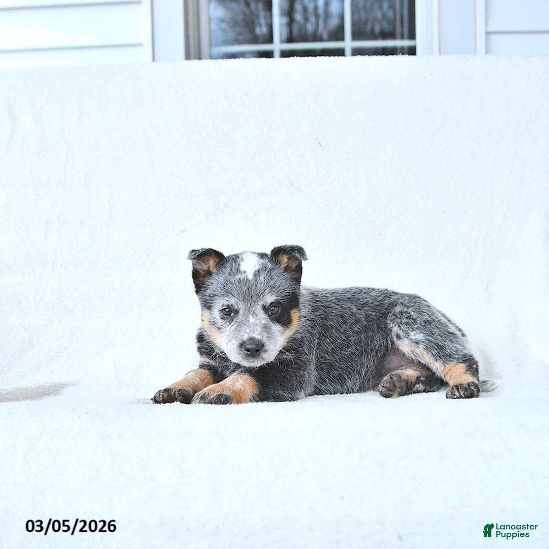 Australian Cattle Dog dogs for sale: Dafney - Ad 2