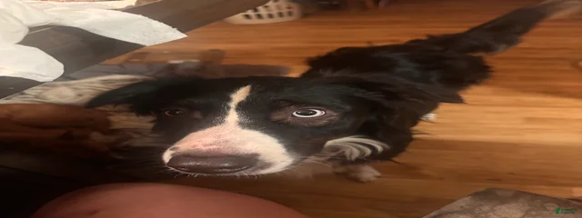 Indi