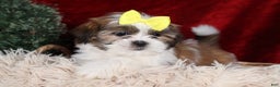 Shih Tzu dogs for sale: Norrie - Ad 20