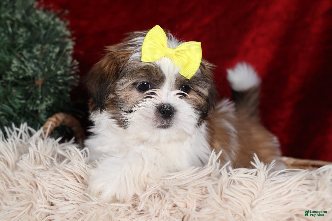 Shih Tzu dogs for sale: Norrie - Ad 20