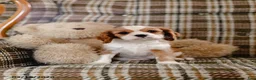 Cavalier King Charles Spaniel dogs for sale: Helen - Ad 2