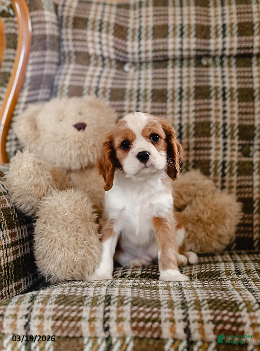 Cavalier King Charles Spaniel dogs for sale: Helen - Ad 2
