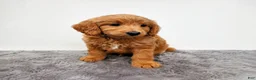 Mini Goldendoodle dogs for sale: Jax - Ad 4
