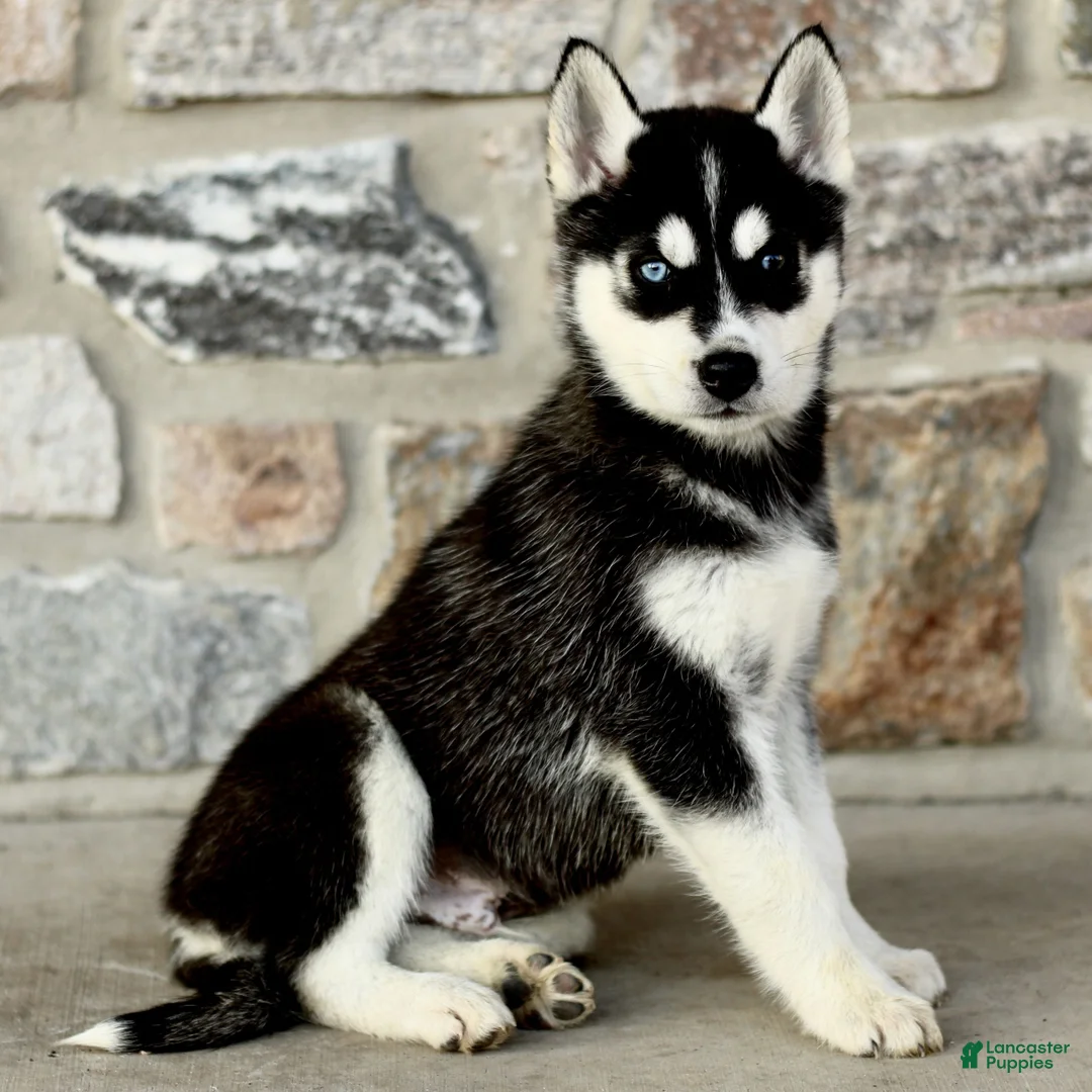 Gerberian Shepsky dogs for sale: Jenson  - Ad 1