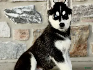 Gerberian Shepsky dogs for sale: Jenson - Ad 2