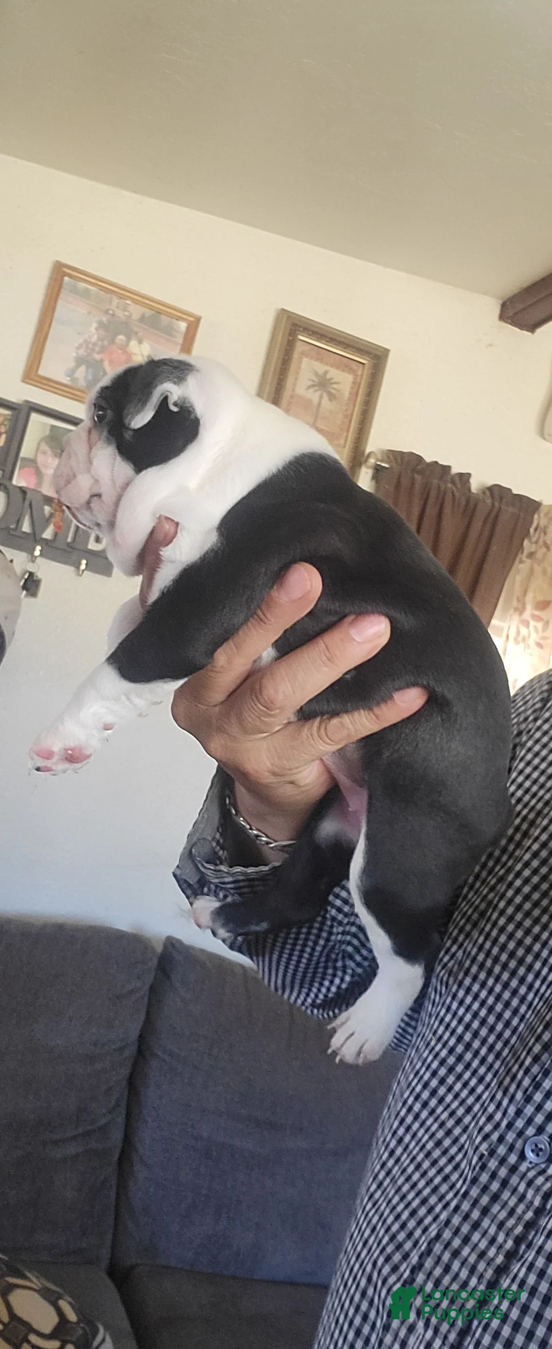 Boston Terrier dogs for sale: Boston Terrier 1 - Ad 1