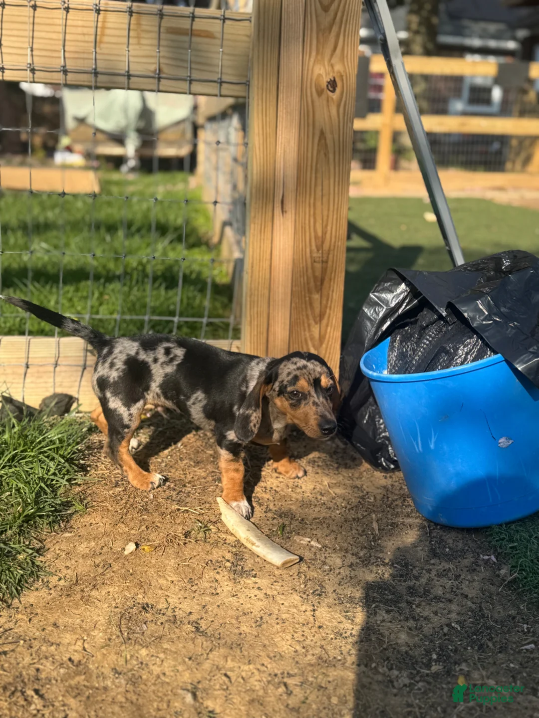 Mixed Breed dogs for sale: Dasher Oreo - Ad 9