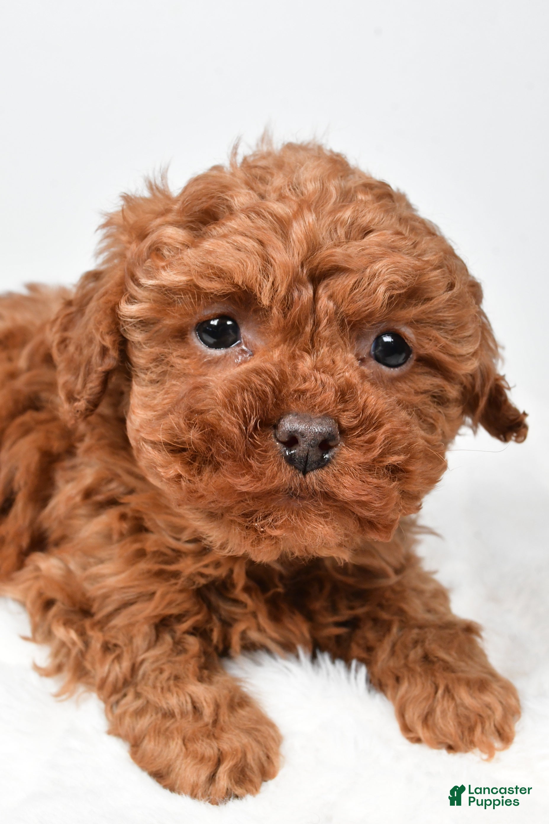 Cavapoo dogs Rebecca - Ad 2