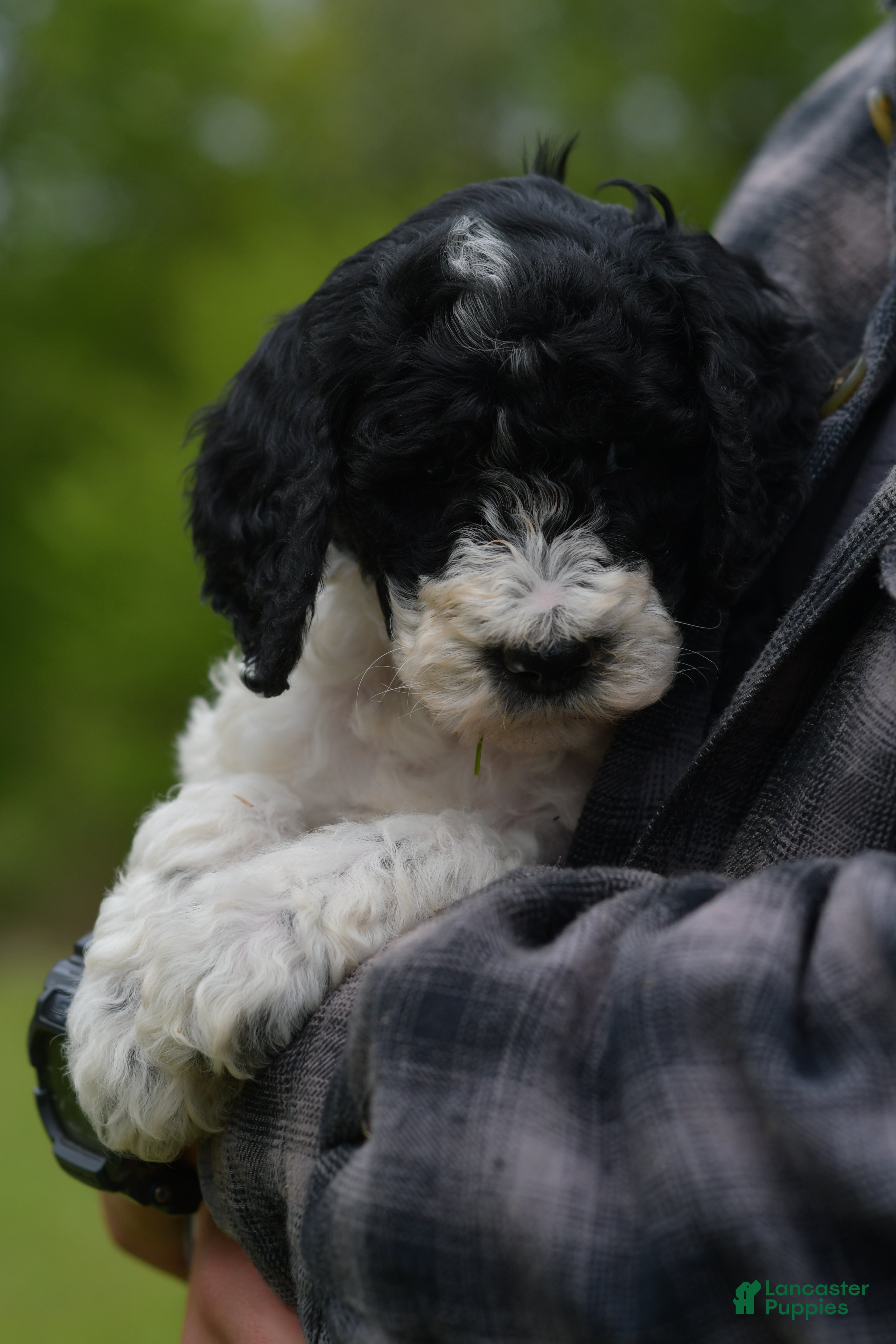 Standard Poodle dogs Raven, Standard Poodle Puppy 7 - Ad 2