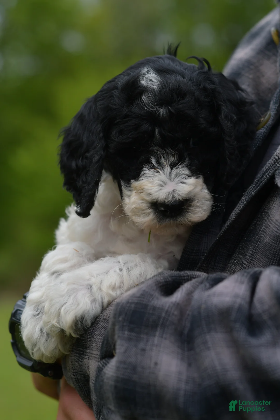 Standard Poodle dogs for sale: Raven, Standard Poodle Puppy 7 - Ad 2