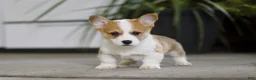 Welsh Corgi Pembroke dogs for sale: Freddy - Ad 1