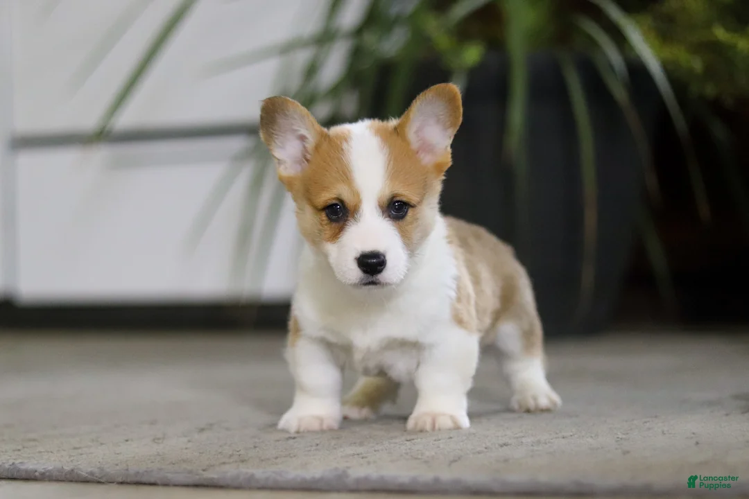 Welsh Corgi Pembroke dogs for sale: Freddy - Ad 1
