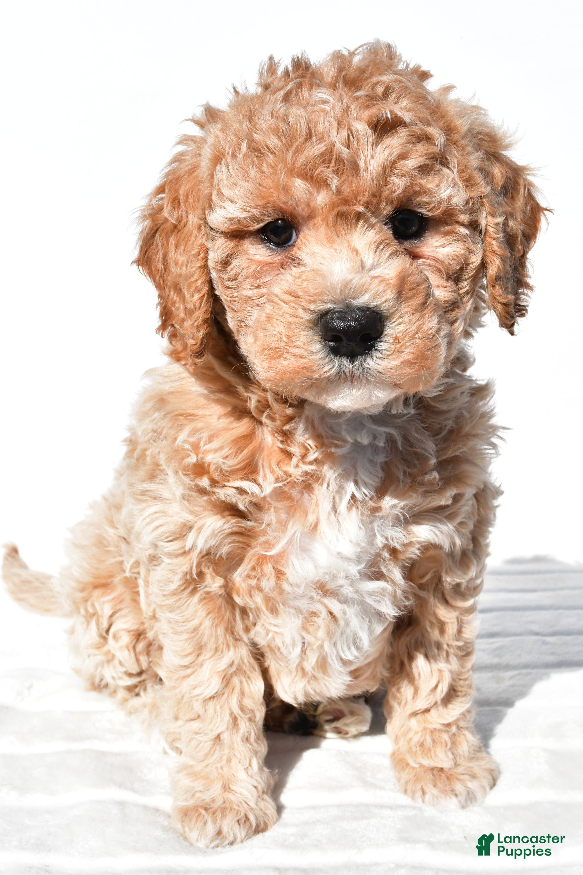 Mini Goldendoodle dogs Bella - Ad 2