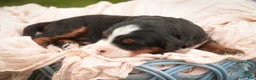 Bernedoodle dogs for sale: Sumit Miniature Bernedoodle  - Ad 8