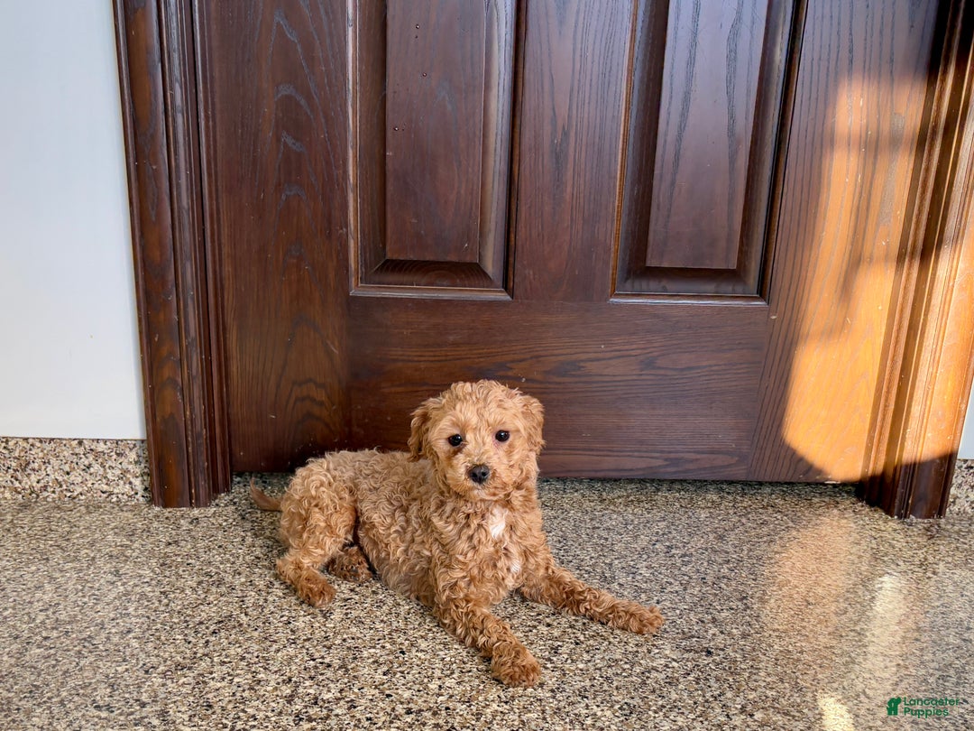 Maltipoo dogs for sale: Sherry - Ad 4