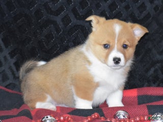 Welsh Corgi Pembroke dogs - Ad 26