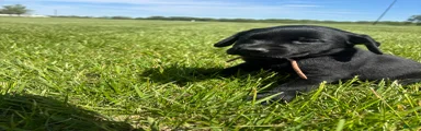 Labrador Retriever Puppy 5