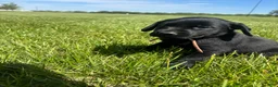Labrador Retriever dogs for sale: Labrador Retriever Puppy 5 - Ad 1
