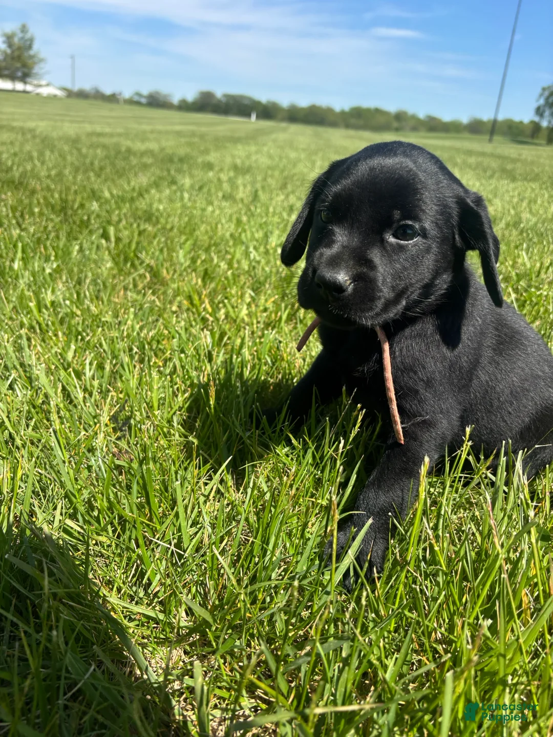 Labrador Retriever dogs for sale: Labrador Retriever Puppy 5 - Ad 1