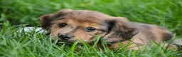 Miniature Dachshund dogs for sale: Ari Miniature Dachshund - Ad 6