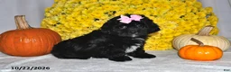 Shihpoo dogs for sale: Tasha - Ad 1