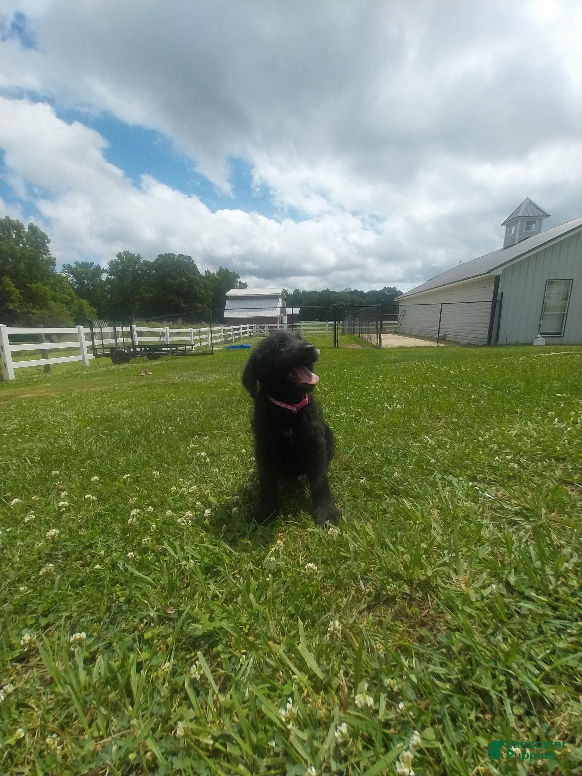 Labradoodle dogs Echo - Ad 7