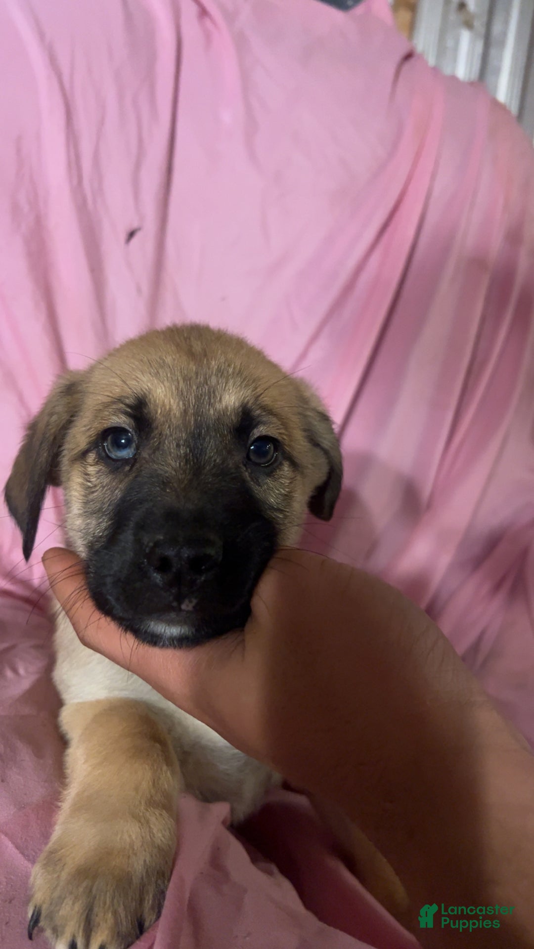 Mixed Breed dogs for sale: Boy 1 - Ad 7