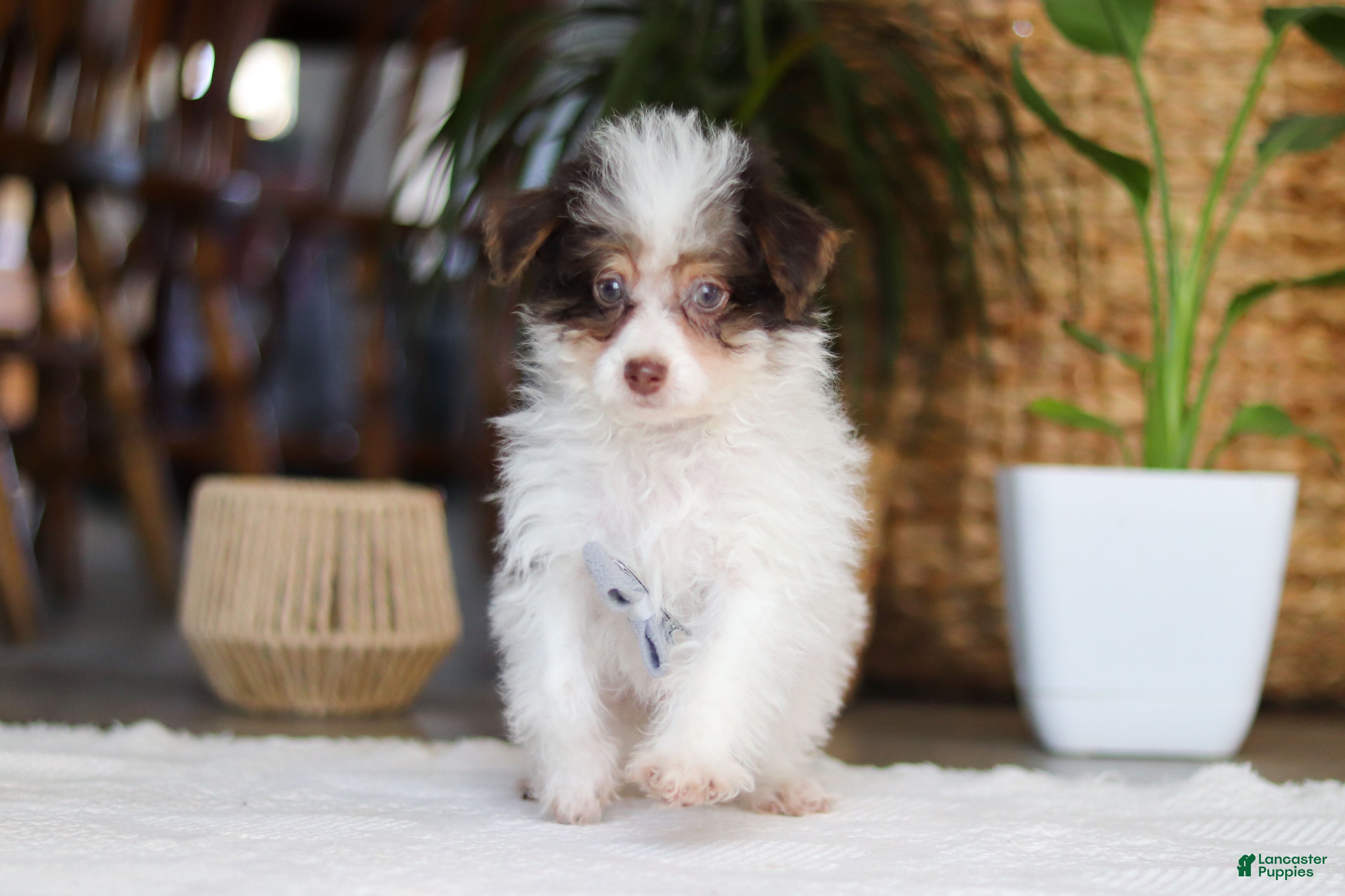 Yorkiepoo dogs Rocco - Ad 1