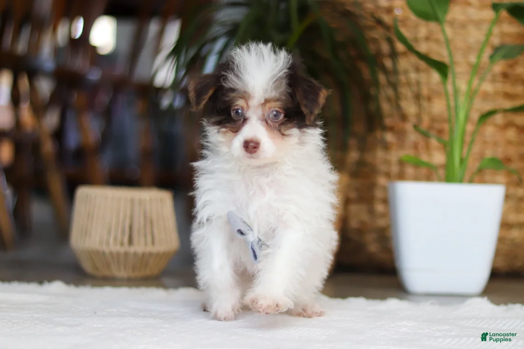 Yorkiepoo dogs for sale: Rocco - Ad 1