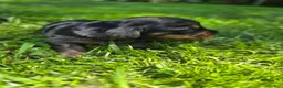 Mixed Breed dogs for sale: Jeagar - Ad 4