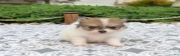 Pomeranian dogs for sale: Maggie - Ad 6