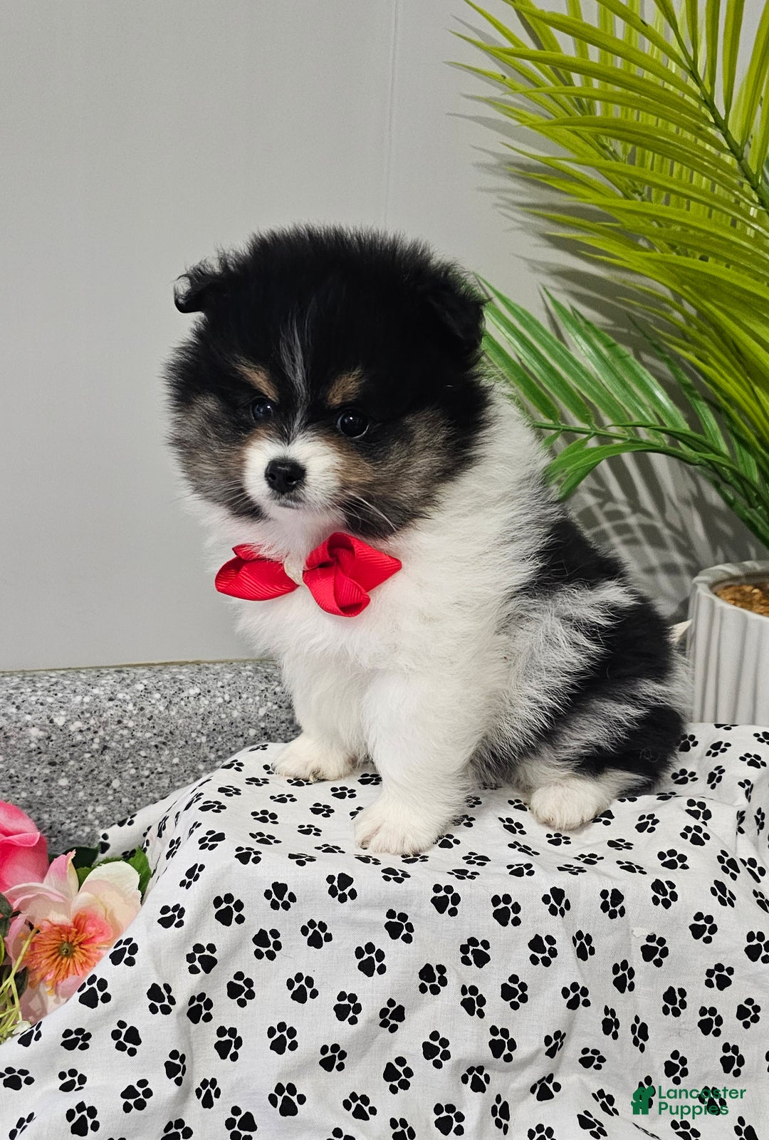 Pomeranian dogs for sale: Riggs - Ad 9