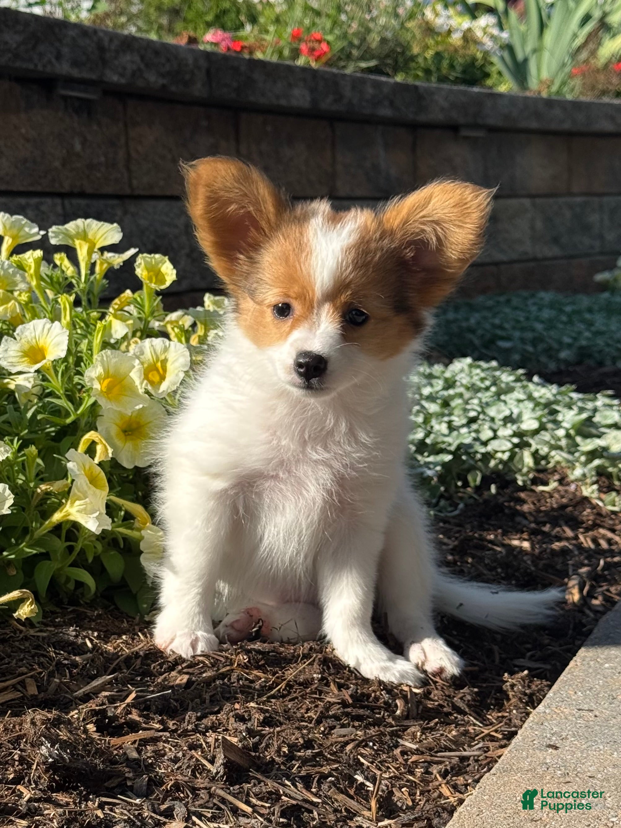 Rosie