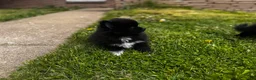 Pomeranian dogs for sale: Rolly polly - Ad 3