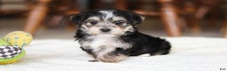 Morkie dogs for sale: Nora - Ad 8