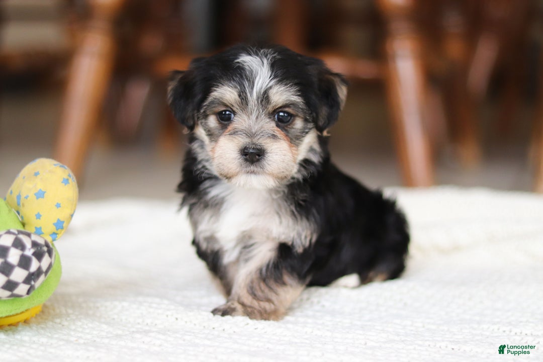 Morkie dogs for sale: Nora - Ad 8