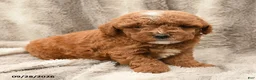 Miniature Poodle dogs for sale: Mason - Ad 1