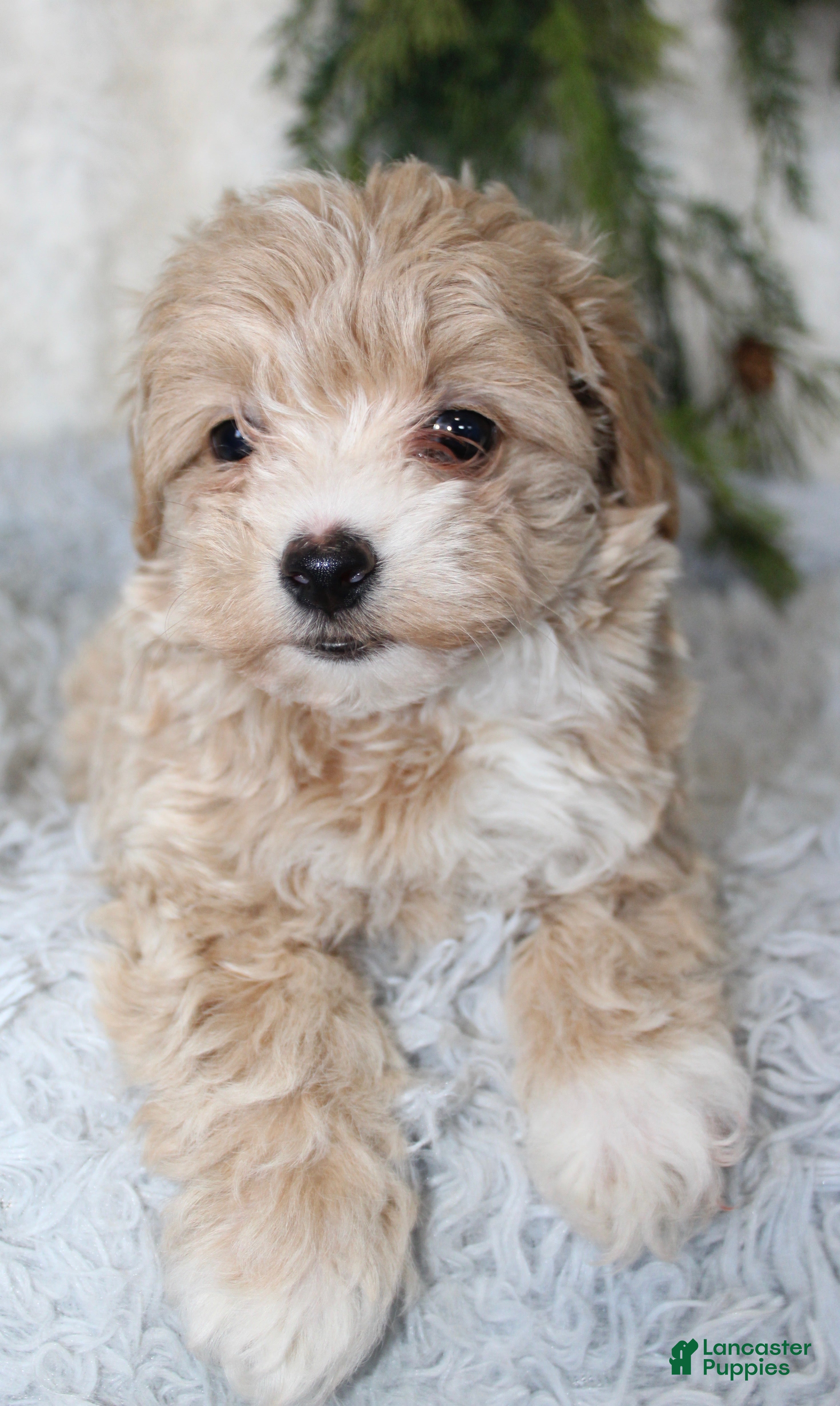 Maltipoo dogs for sale: Maltipoo 2 - Ad 10