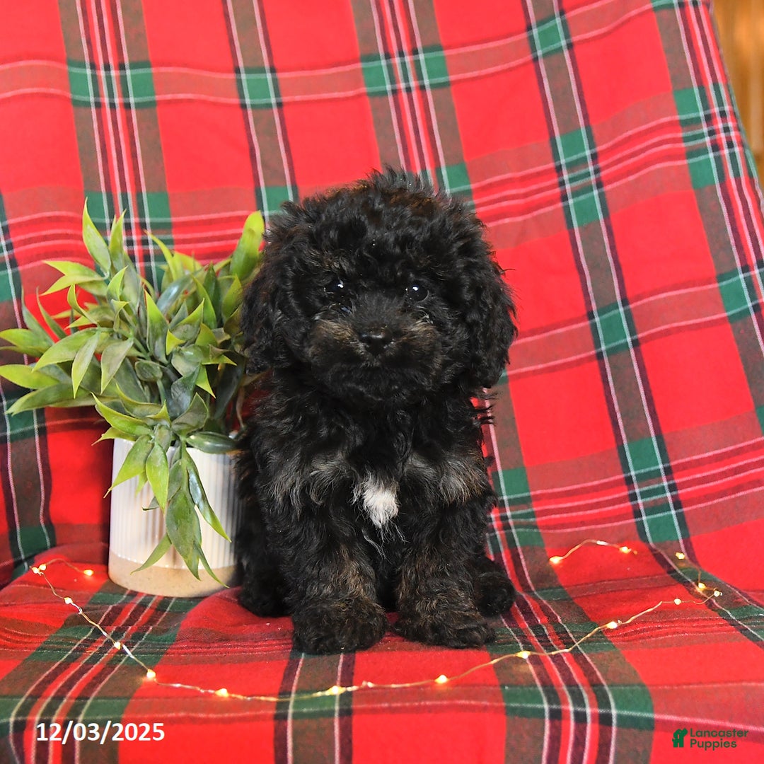 Cavapoo dogs for sale: Annie - Ad 4