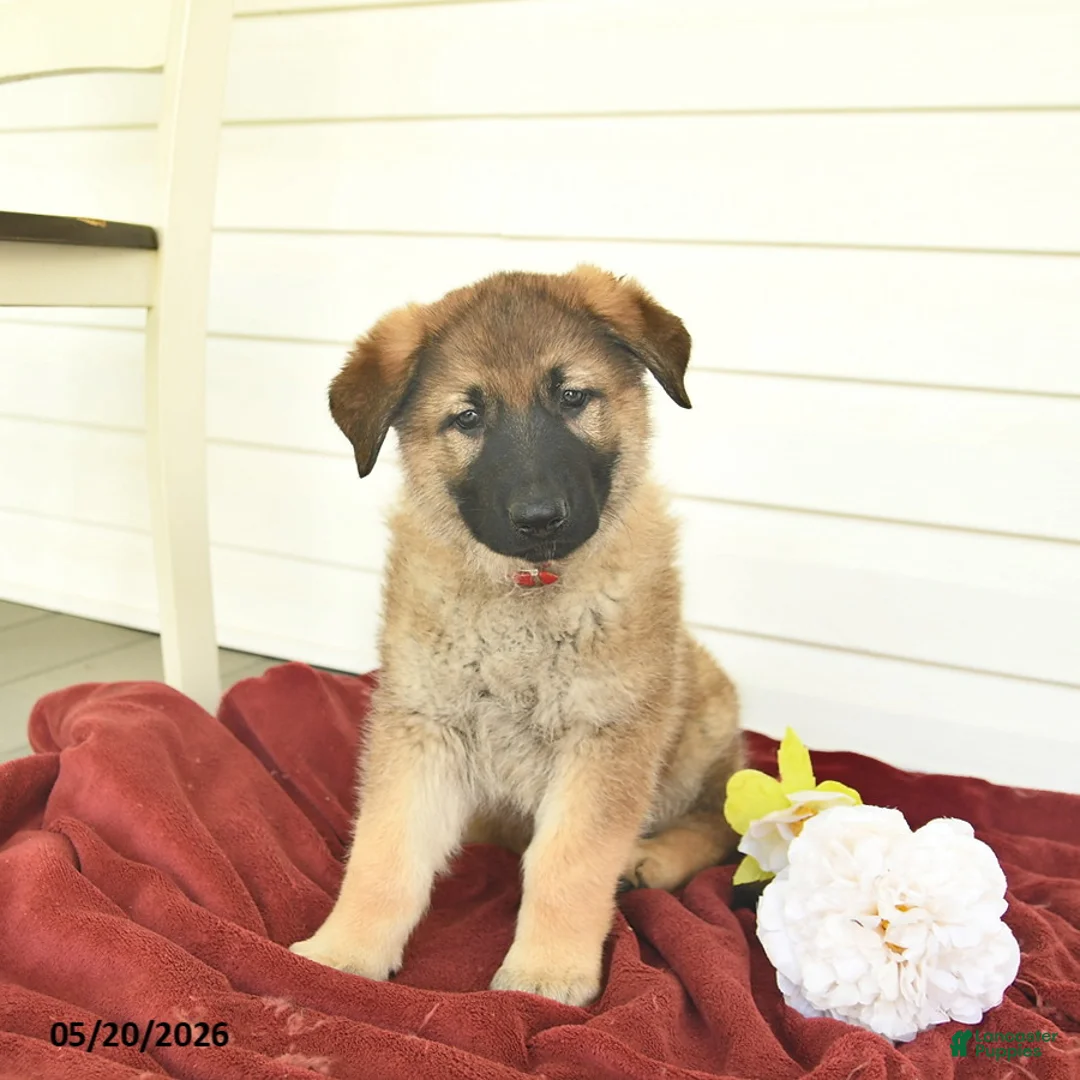 German Shepherd dogs for sale: Clover - Ad 1