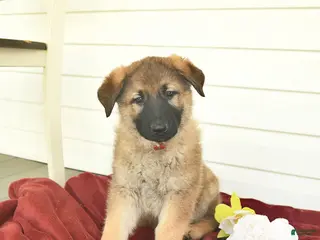 German Shepherd dogs for sale: Clover - Ad 1