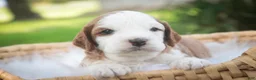Cavapoo dogs for sale: Larry Cavapoo  - Ad 22