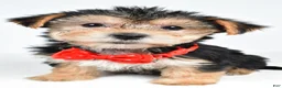 Morkie dogs for sale: Victor - Ad 7