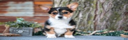 Welsh Corgi Pembroke dogs for sale: Tracy - Ad 1