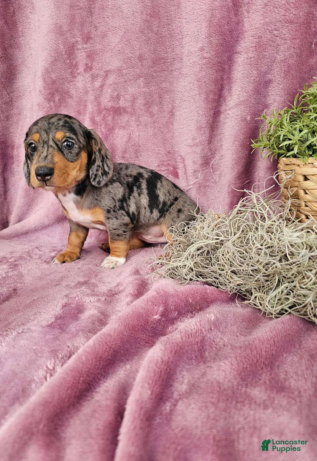 Dachshund dogs for sale: Macey - Ad 2